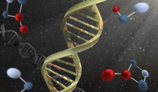 雄性比雌性寿命短是因为Y染色体有毒