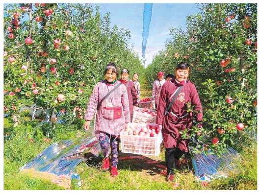黄土高原上的苹果小镇